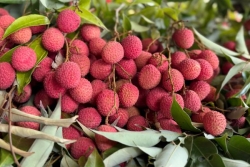 Letchis et diabète : gare aux excès !