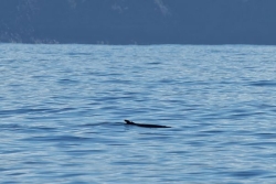 Trois cachalots nains observés au large de La Réunion
