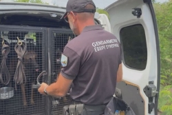 Piste, défense, stupéfiants, armes ou billets, immersion au cœur de la très sollicitée brigade cynophile de la gendarmerie de La Réunion