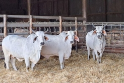 Salon de l'agriculture 2026 : les défis incroyables de Biguine et des vaches Brahman de Martinique