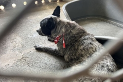 Faire adopter, plutôt qu'euthanasier : la fourrière du Grand Nouméa ouvre ses portes