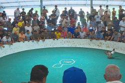 Malgré les controverses, les combats de coqs attirent toujours de nombreux passionnés