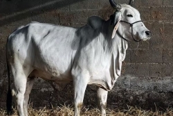 Dermatose nodulaire : La vache martiniquaise Biguine est-elle en danger dans l’Hexagone ?