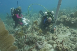 Désirade, Marie-Galante, les Saintes : de nouvelles espèces découvertes grâce au projet "la Planète revisitée"