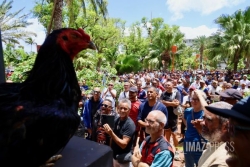 Mobilisation pour les batay kok à Saint-Denis : le préfet ouvert à la réouverture de certains ron kok pour la Fèt Kaf