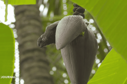 Mesures de protection renforcée du pihiti, oiseau endémique de Ua Huka, pendant le festival des Marquises