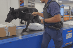 Stupéfiants, armes, contrefaçons...les douaniers contrôlent davantage les colis postaux pendant les fêtes