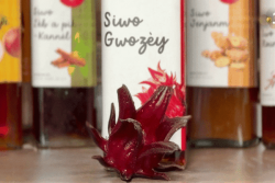 Maigre récolte de groseilles pays, produit phare du Noël guadeloupéen