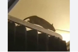 Un vol Amsterdam-Aruba perturbé par un passager surprise... Un rat !