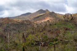 Prolifération de lianes et manque de diversité génétique, le long chantier de l'ONF pour reboiser les forêts dévastées de Mayotte
