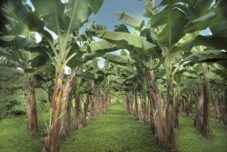 Aux Antilles, la banane cherche un modèle plus écologique