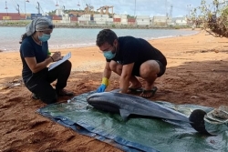 Un dauphin de Fraser échoue sur la plage de Longoni, une première à Mayotte
