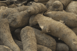 VIDEO. Pénuries d'ignames en Martinique : les distributeurs contraints d'importer