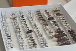 Biodiversité : les collections de « La Planète revisitée » officiellement remises à l’INRAE