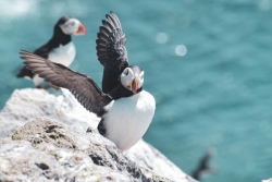 Des niveaux élevés d'exposition aux polluants éternels pour les macareux et les océanites de Saint-Pierre-et-Miquelon