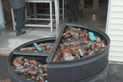 La première expédition de homards vivants vers l'Hexagone est reportée