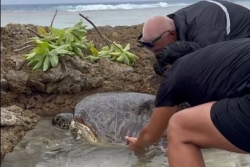 Bloquée sur le récif de Arutua, une tortue sauvée par des habitantsd'une mort certaine 