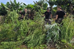 Les gendarmes arrachent 350 pieds de zamal dans un champ à Plateau-Caillou