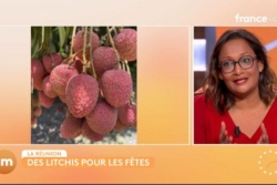  À La Réunion, les letchis signent le retour des fêtes de fin d'année