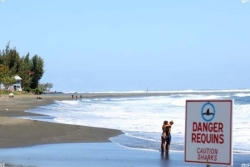 Un requin tigre observé au spot du Brisant à l’Etang-Salé