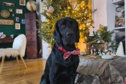 Les animaux de compagnie ont aussi droit à leur Noël