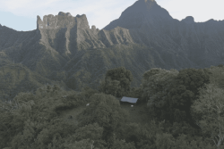 Sur les hauts plateaux de Tahiti, des passionnés essaient de sauver des espèces rares en danger