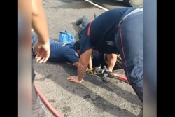 Coincés dans une étroite canalisation à Papara, des chiens sauvés par les pompiers