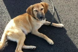 Pétards et feux d'artifice : attention à vos animaux de compagnie