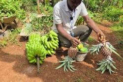 "On a environ 20% de ce qu'on récoltait avant", des fêtes sans fruits et légumes à Mayotte, un an après le cyclone Chido