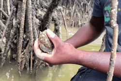À Montsinéry, l’huître de Guyane commence à émerger