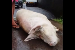 Adieu à Rosie : Titioro pleure sa mascotte disparue