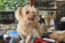 Animaux de compagnie : l'offre de gardiennage se développe dans le Grand Nouméa