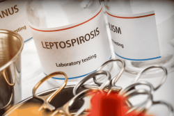 34 cas de leptospirose recensés en Guyane en 2024