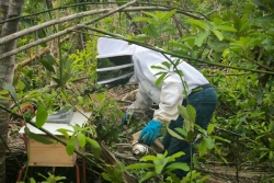 Après le cyclone Chido, les apiculteurs mahorais ont laissé les abeilles rebâtir leurs colonies 
