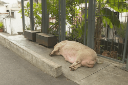 VIDÉO. Qui a tué Rosie ? SCA Tahiti lance un appel à témoins 