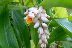 Rimèd razié : les secrets des plantes médicinales pour une détox après les fêtes