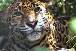 Des attaques d’animaux par un félin sèment l’inquiétude dans le quartier de Stoupan