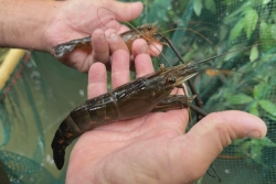 VIDÉO. La crevette de creek toujours prisée en Nouvelle-Calédonie