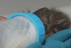 VIDÉO. "C'est synonyme de bien-être animal" : quatre naissances pleines de promesses pour le parc forestier