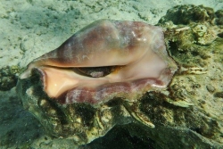 185 kg de lambis saisis en mer, une prise record au large de la Martinique