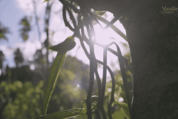 La vanille de Tahiti bientôt protégée par un label ? Les acteurs du secteur sont appelés à donner leur avis