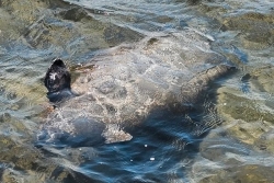 Le lamantin Taicaraya retrouvé mort au Moule 