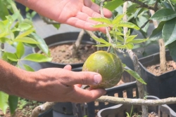 Dans sa pépinière à Saint-Philippe, Samuel Constancy cultive la sapote blanche