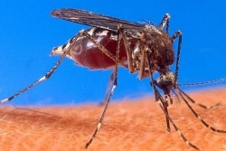 Île Maurice : six cas de chikungunya