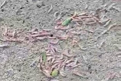 Des quantités importantes de krill découvertes sur la plage de Hakahau à Ua Pou