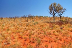 Réchauffement climatique : la mortalité des arbres s'accélère en Australie, selon une étude