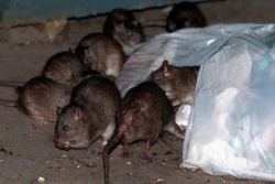 Mayotte fait face à une prolifération inquiétante de rats