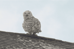Le harfang des neiges, une espèce menacée non répertoriée cette année à Saint-Pierre-et-Miquelon