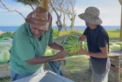 VIDÉO. Pastèque de Tiga : 800 kilos écoulés en quelques heures à Lifou