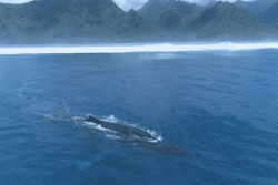 Du bleu plein les yeux : la Polynésie fait toujours rêver au salon de la plongée de Paris 